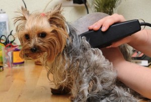 all natural pet grooming