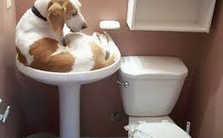 Why Should I Brush My Dog’s Teeth?