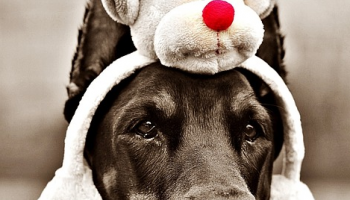 Pet Safety Tips for the Holidays
