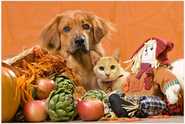 Read more about the article Holiday Safety Tips for Your Pet