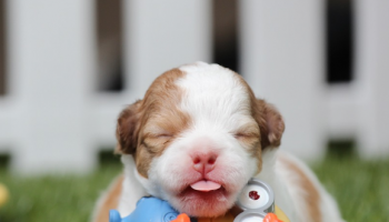 Thinking about Adopting?