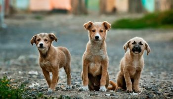 New Year Resolutions For You and Your Dog