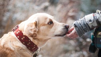 Domestication of Dogs
