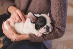 Read more about the article Common Puppy Behaviors