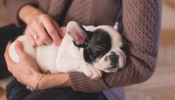 Common Puppy Behaviors