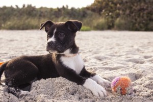 Read more about the article Pet Items You Never Thought To Bring On Vacation