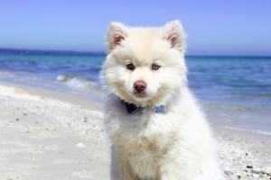 Read more about the article Tips For Keeping Your Pet Cool in Summer