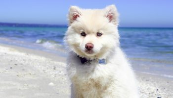 Tips For Keeping Your Pet Cool in Summer