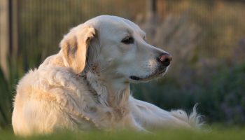 Knowing Your Dog's Age