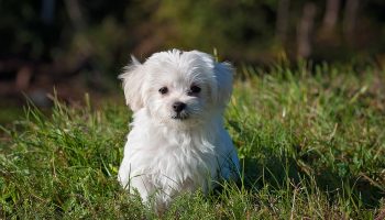 Puppy's First Grooming