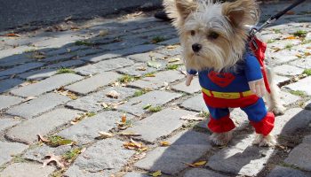 Halloween Safety Tips