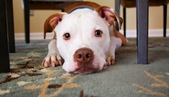 A Dog's Thanksgiving