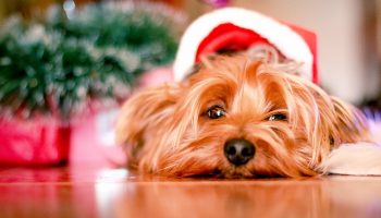 Puppies and Christmas Trees