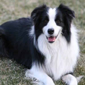 Read more about the article The Smartest Dog Breeds