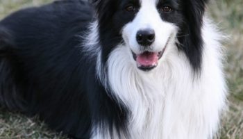 The Smartest Dog Breeds