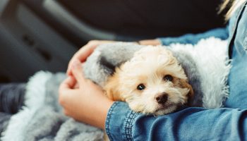 Puppies and Teething
