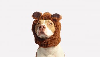Crazy Cute Dog Costumes