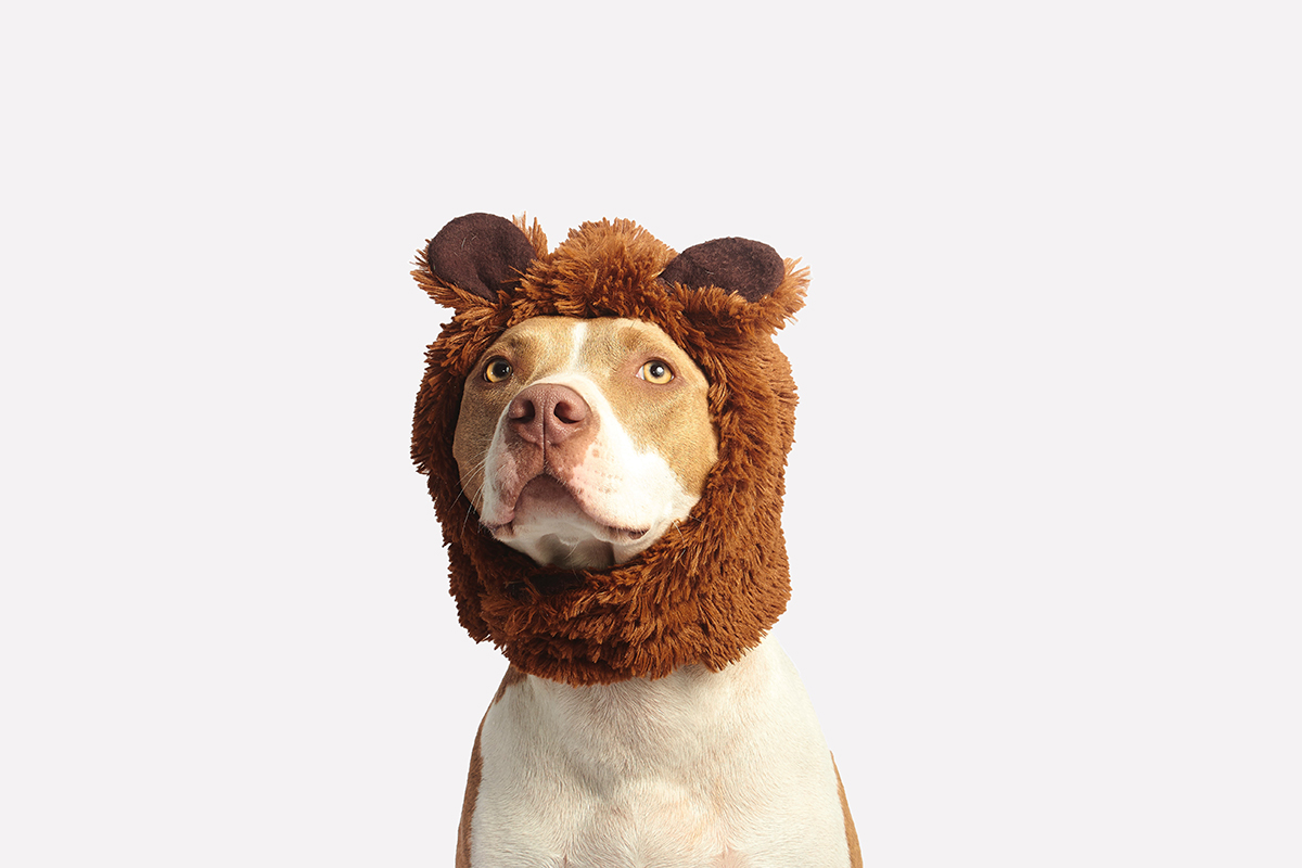 You are currently viewing Crazy Cute Dog Costumes