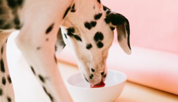 Improve Your Dog's Immune System 101: Diet
