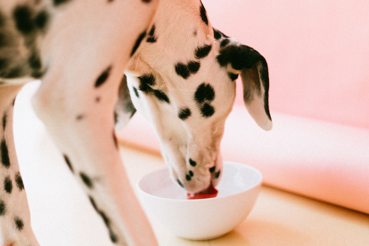 You are currently viewing Improve Your Dog’s Immune System 101: Diet