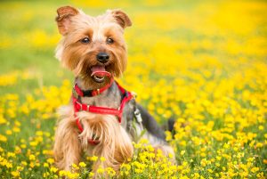 Read more about the article Prevent Your Dog’s Spring Allergies