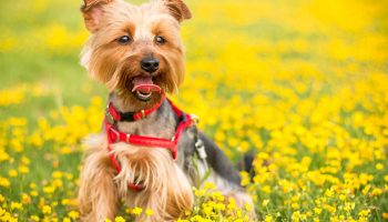Prevent Your Dog's Spring Allergies