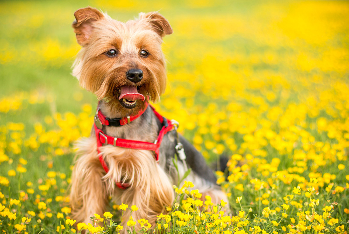 Read more about the article Prevent Your Dog’s Spring Allergies